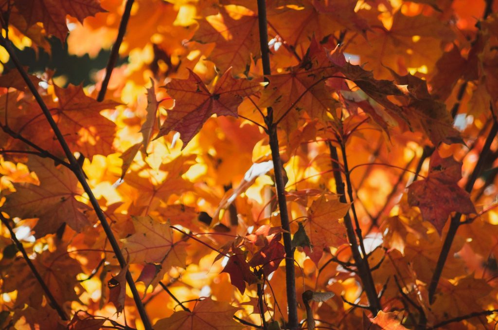 Fall Plumbing Tips